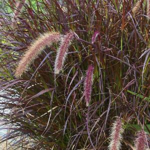 Pennisetum