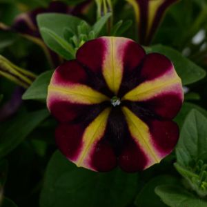 Petunias Petunias
