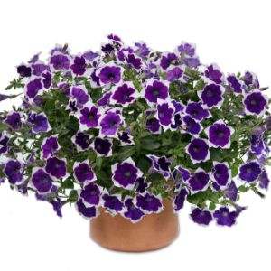 Petunias