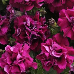 Petunia Flats Petunia Flats