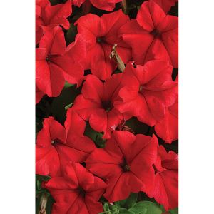 Petunia Flats