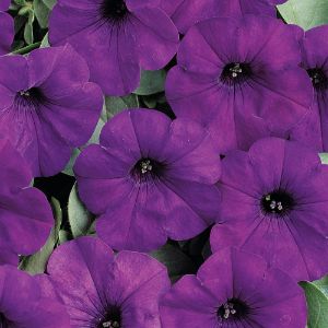 Petunias (Easy Wave)