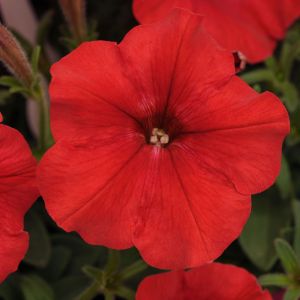 Petunias (Easy Wave)