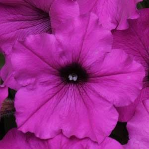 Petunias (Easy Wave)