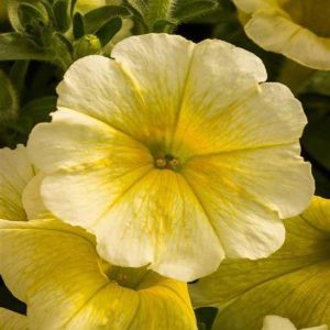 Petunias (Easy Wave)