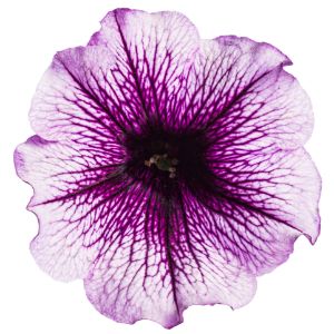 Petunias (Proven Winners)