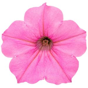 Petunias (Proven Winners)