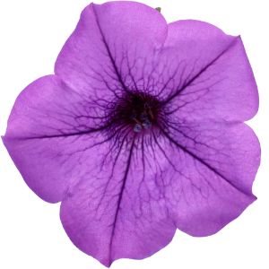 Petunias (Proven Winners)