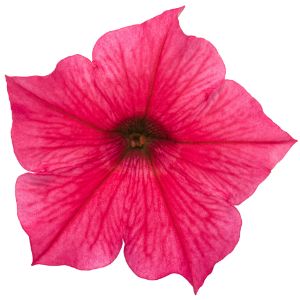 Petunias (Proven Winners)