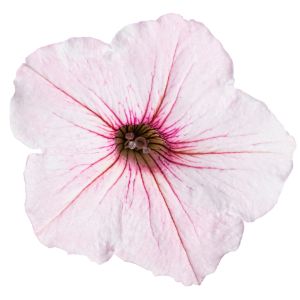 Petunias (Proven Winners)