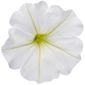 Petunias (Proven Winners)