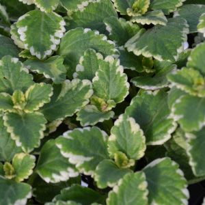 Plectranthus Plectranthus