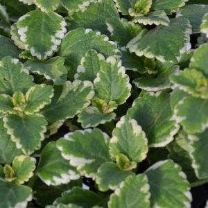 Plectranthus