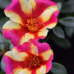 Portulaca Portulaca