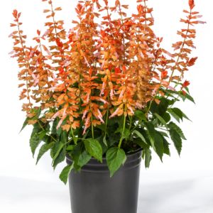 Salvia Salvia