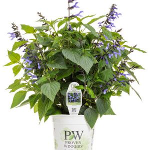 Salvia (Proven Winners) Salvia (Proven Winners)