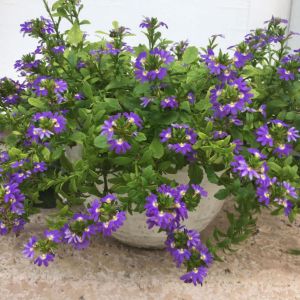 Scaevola Scaevola