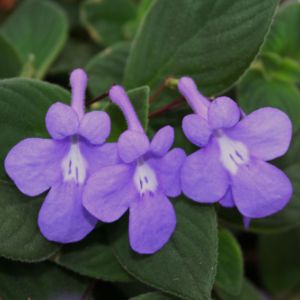 Streptocarpella Streptocarpella