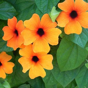 Thunbergia (Black Eye Susan)