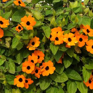 Thunbergia (Black Eye Susan) Thunbergia (Black Eye Susan)