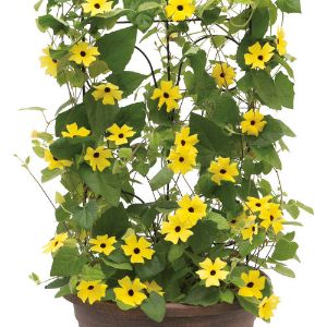 Thunbergia (Black Eye Susan)