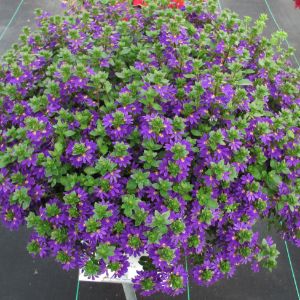 Torenia (Proven Winners) Torenia (Proven Winners)