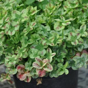 Trifolium Trifolium