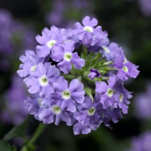 Verbena