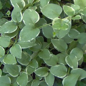 Vinca Vine Vinca Vine