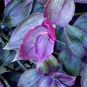 Wandering Jew