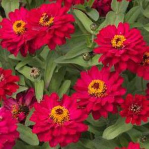 Zinnias Zinnias