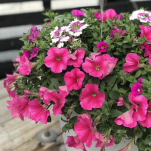 Petunia Combo Hanging Basket Petunia Combo Hanging Basket