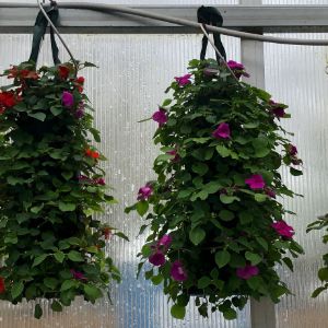 Hanging Bags Hanging Bags