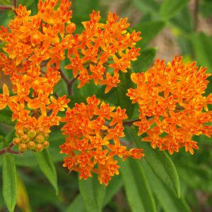 Asclepias (Butterfly Weed)