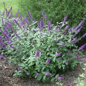 Buddleia (Butterfly Bush)