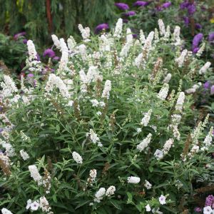 Buddleia (Butterfly Bush)