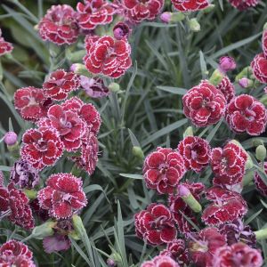 Dianthus (Pinks) Proven Winners