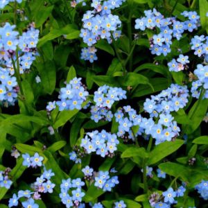 Forget Me Not Forget Me Not