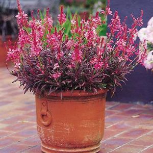 Gaura Lindheimeri Gaura Lindheimeri