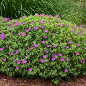 Geranium Geranium