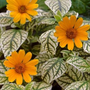 Heliopsis (False Sunflower) Heliopsis (False Sunflower)