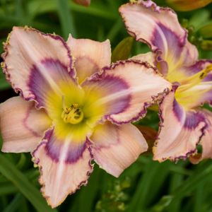 Hemerocallis (Daylily) Hemerocallis (Daylily)