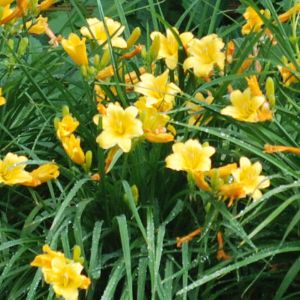 Hemerocallis (Daylily)