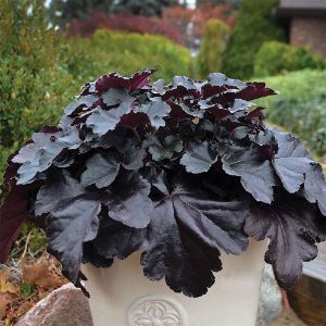 Heuchera (Coral Bells) Heuchera (Coral Bells)