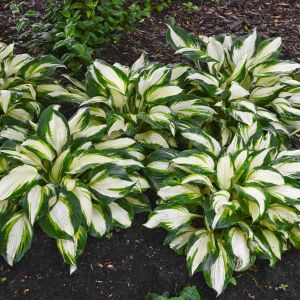 Hosta