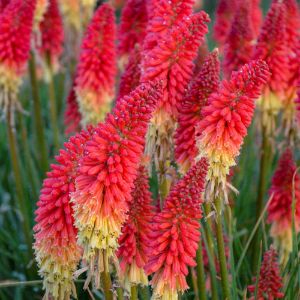 Kniphofia (Red Hot Poker) Kniphofia (Red Hot Poker)