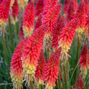 Kniphofia (Red Hot Poker)