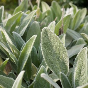 Lambs Ear Lambs Ear