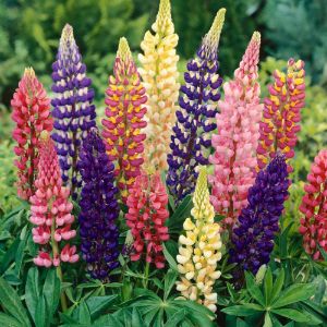 Lupinus (Lupine)