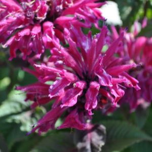Monarda (Bee Balm) Monarda (Bee Balm)